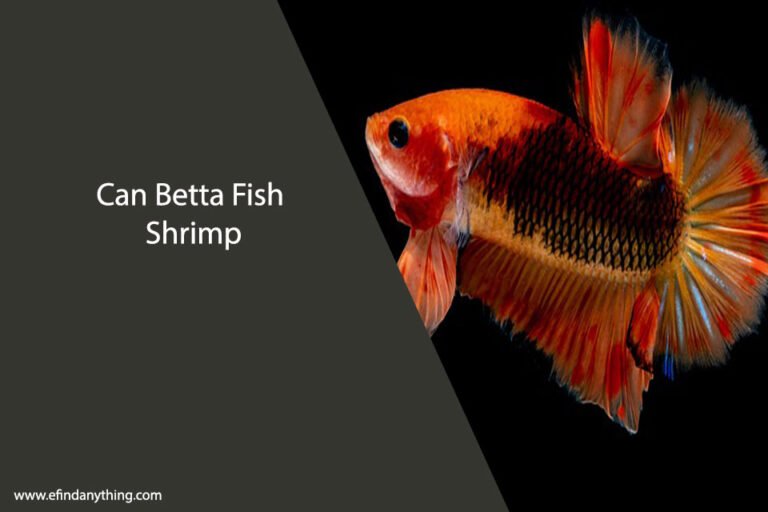 Can Betta Fish Eat Shrimp