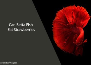 Can Betta Fish Eat Strawberries