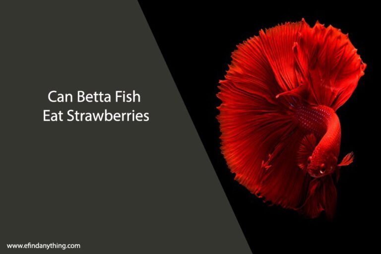Can Betta Fish Eat Strawberries