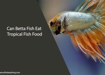 Can Betta Fish Eat Tropical Fish Food