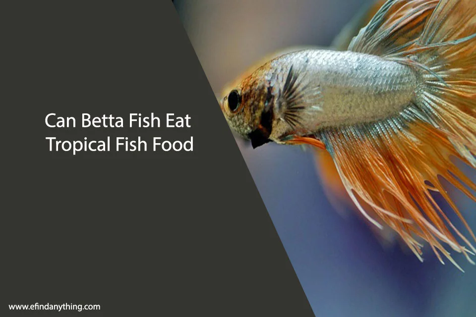 Can Betta Fish Eat Tropical Fish Food
