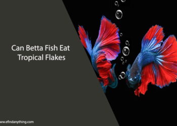 Can Betta Fish Eat Tropical Flakes