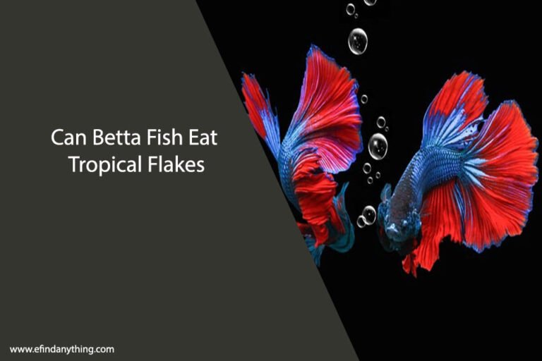 Can Betta Fish Eat Tropical Flakes
