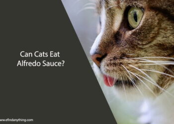 Can Cats Eat Alfredo Sauce