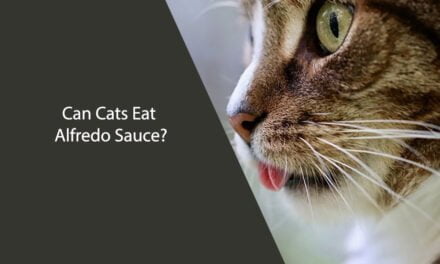 Can Cats Eat Alfredo Sauce?