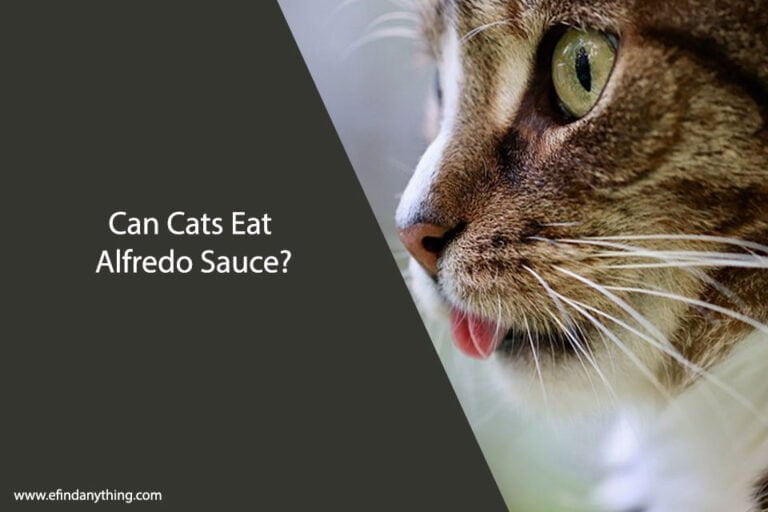 Can Cats Eat Alfredo Sauce