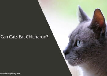 Can Cats Eat Chicharon