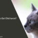Can Cats Eat Chicharon