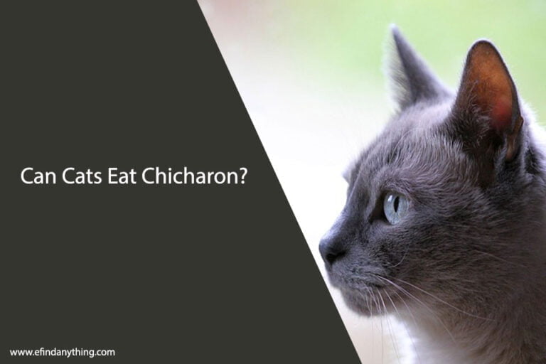 Can Cats Eat Chicharon