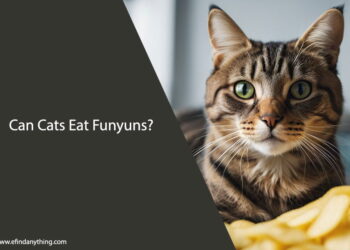 Can Cats Eat Funyuns