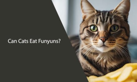 Can Cats Eat Funyuns?