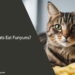 Can Cats Eat Funyuns