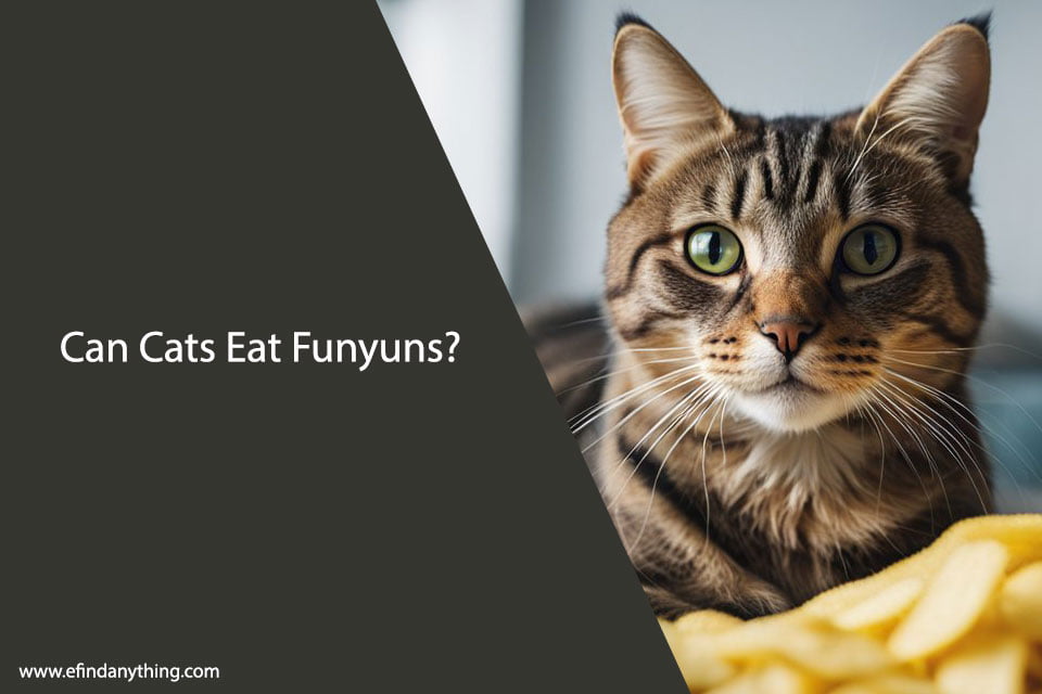 Can Cats Eat Funyuns?