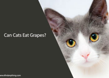 Can Cats Eat Grapes