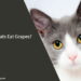 Can Cats Eat Grapes