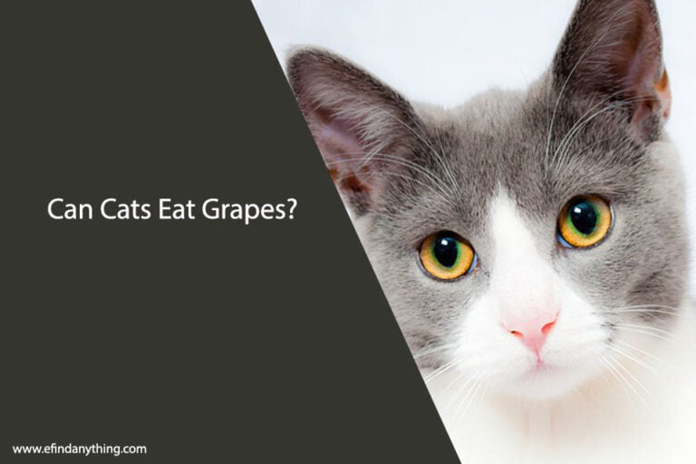 Can Cats Eat Grapes