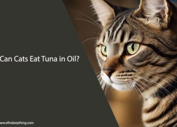 Can Cats Eat Tuna in Oil