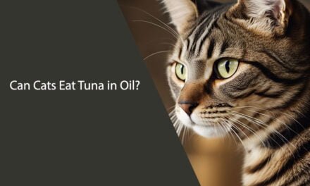 Can Cats Eat Tuna in Oil?