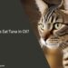 Can Cats Eat Tuna in Oil