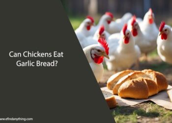 Can Chickens Eat Garlic Bread