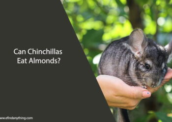 Can Chinchillas Eat Almonds