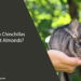 Can Chinchillas Eat Almonds