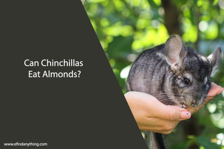 Can Chinchillas Eat Almonds