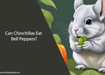 Can Chinchillas Eat Bell Peppers
