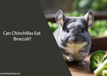 Can Chinchillas Eat Broccoli