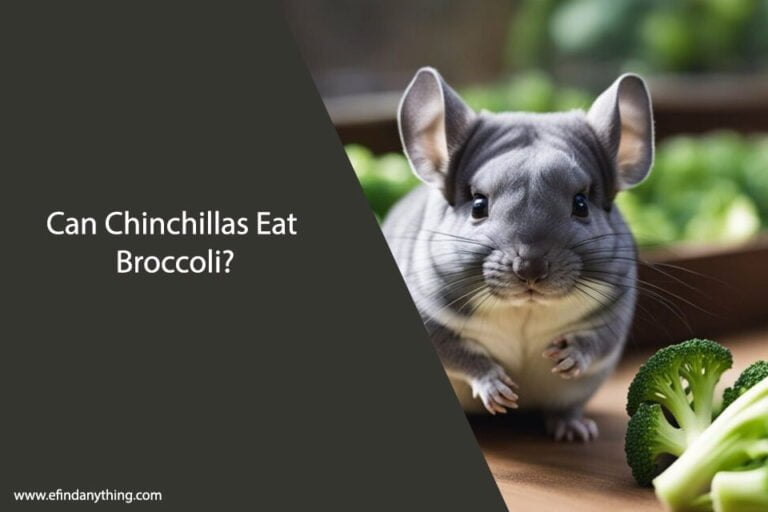 Can Chinchillas Eat Broccoli