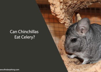 Can Chinchillas Eat Celery
