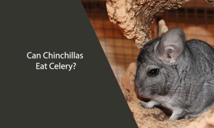 Can Chinchillas Eat Celery?