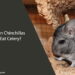 Can Chinchillas Eat Celery