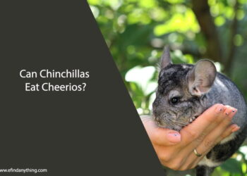 Can Chinchillas Eat Cheerios
