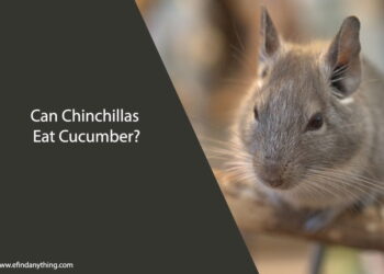 Can Chinchillas Eat Cucumber