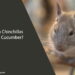 Can Chinchillas Eat Cucumber