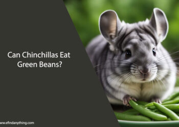 Can Chinchillas Eat Green Beans