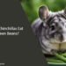 Can Chinchillas Eat Green Beans