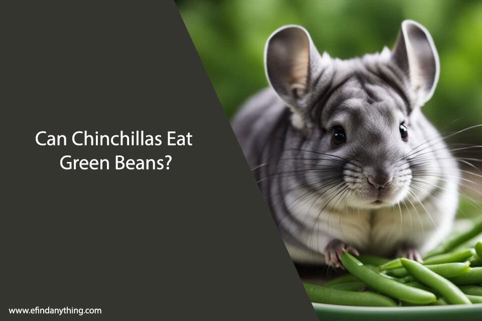 Can Chinchillas Eat Green Beans?