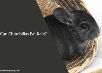 Can Chinchillas Eat Kale