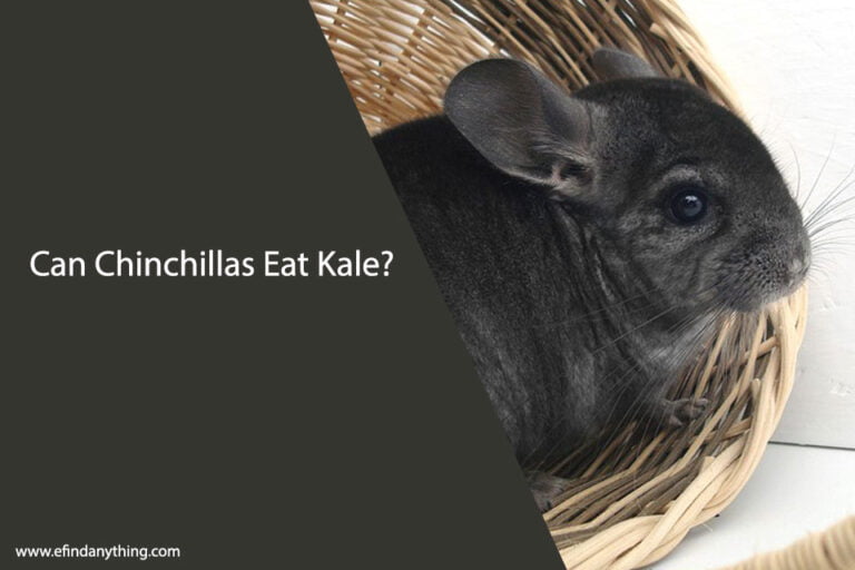 Can Chinchillas Eat Kale