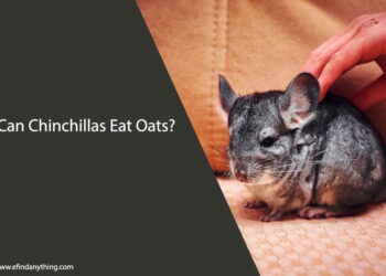 Can Chinchillas Eat Oats