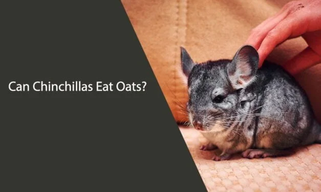 Can Chinchillas Eat Oats?