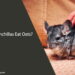 Can Chinchillas Eat Oats
