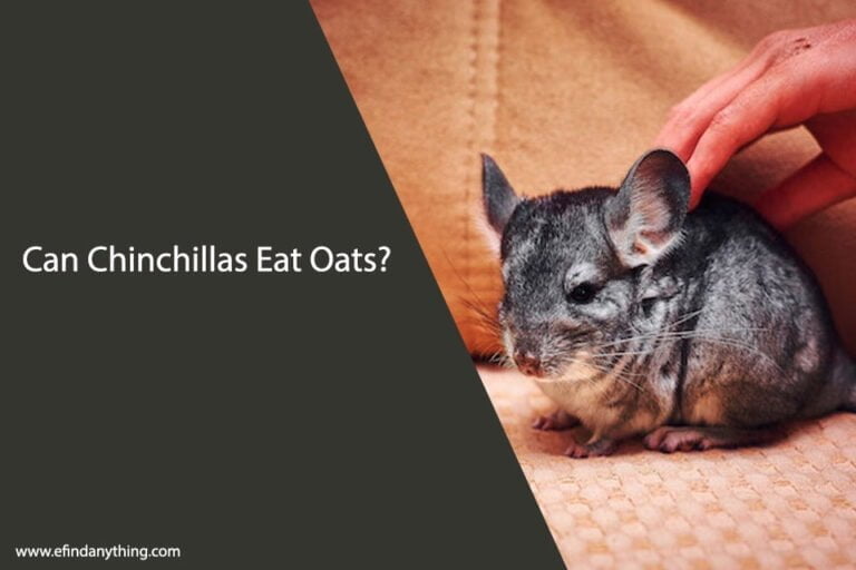 Can Chinchillas Eat Oats