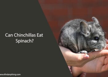 Can Chinchillas Eat Spinach