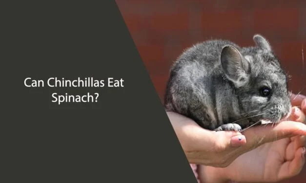 Can Chinchillas Eat Spinach?