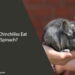 Can Chinchillas Eat Spinach