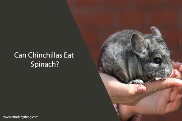 Can Chinchillas Eat Spinach