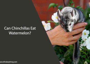 Can Chinchillas Eat Watermelon